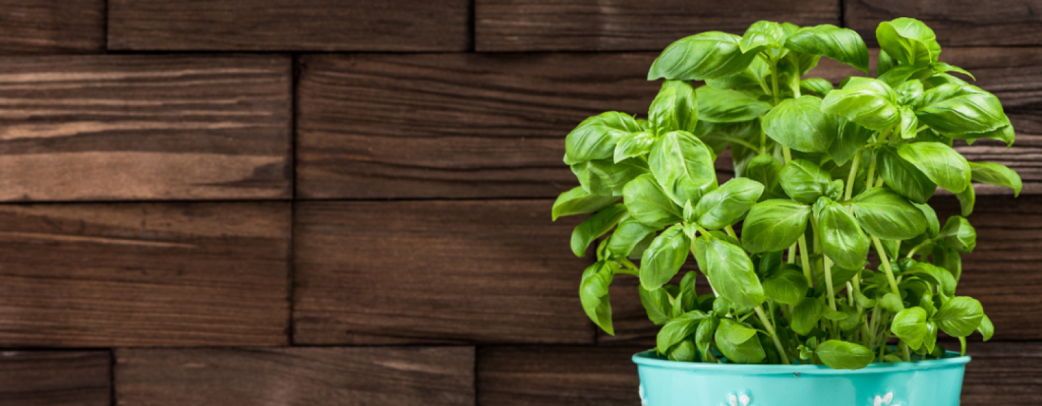 Embrace Sustainability: 10 Tips for a Stunning Green Kitchen Design